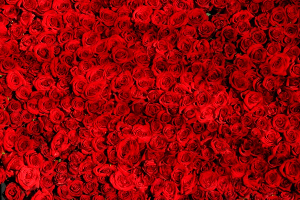 Red Rose Background