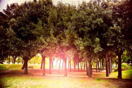 Park With Rows Of Trees