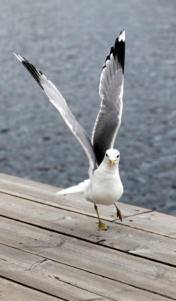 White And Black Feather Bird