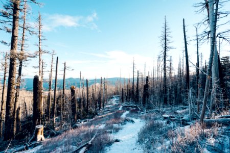 Path Through Storm Ravaged Forest