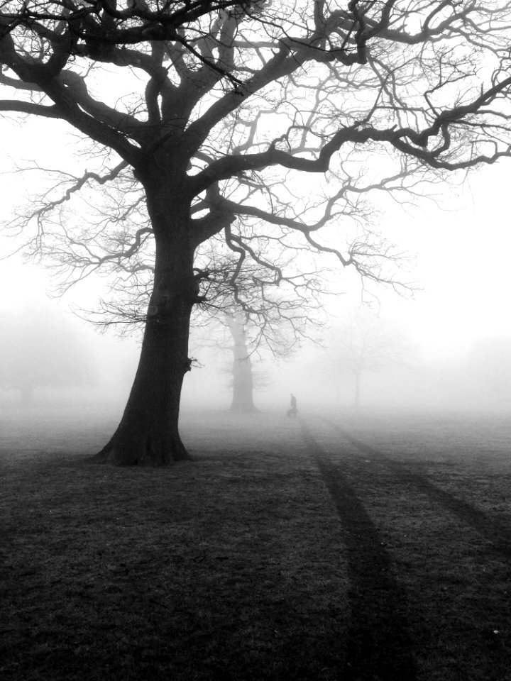 Silhouette Of Trees In Fog