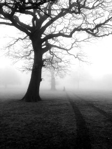 Silhouette Of Trees In Fog