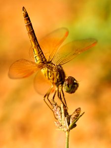 Dragonfly On Flower