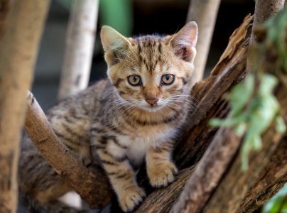 Brown Tabby Kitten On Tree Branch photo