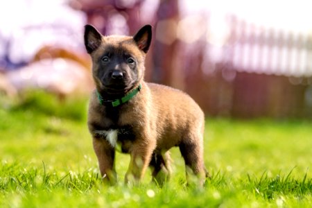 Fawn And Black Belgian Malinois Puppy On Green Grass photo