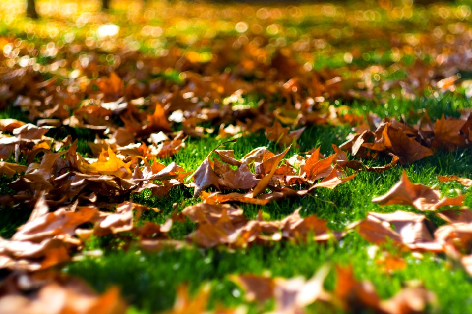 Fall Leaves On Green Grass photo