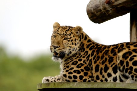 Leopard Lying On Brown Wooden Surface photo