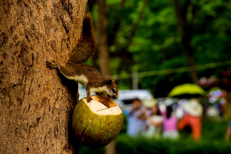 Squirrel On Coconut
