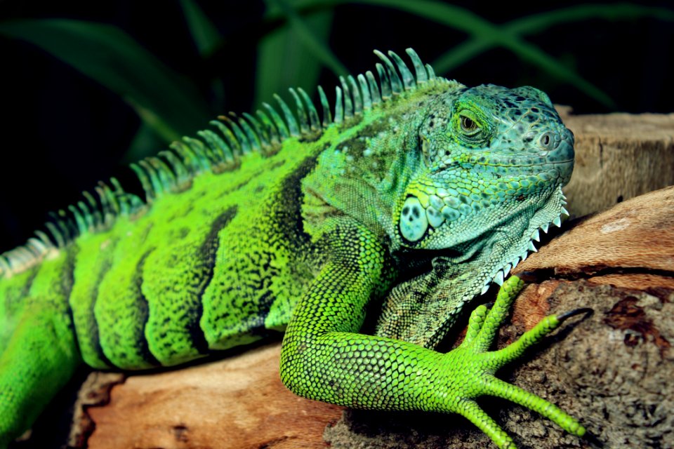 Green Iguana