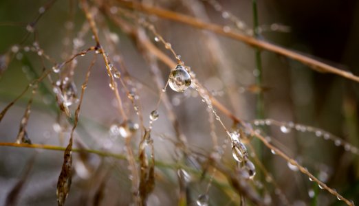 Macro Photography Of Water Droplets On Brown Twigs During Daytime photo