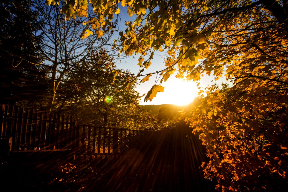 Brown Leaves And Fence With Sunlight