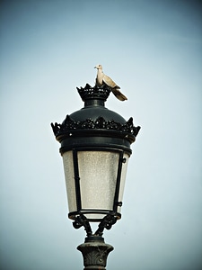 Bird rest pigeons photo