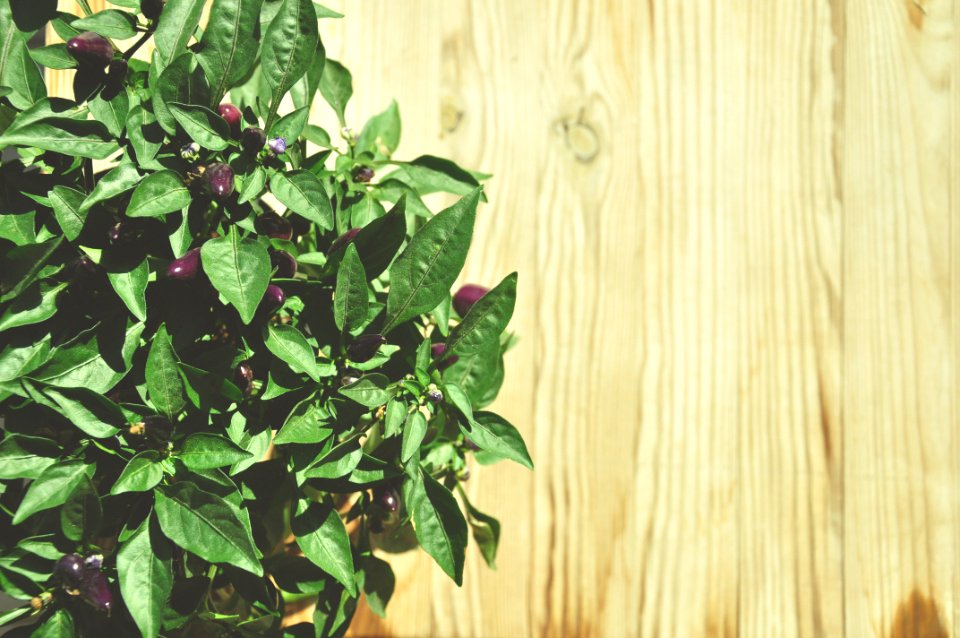 Green Leaf Plant