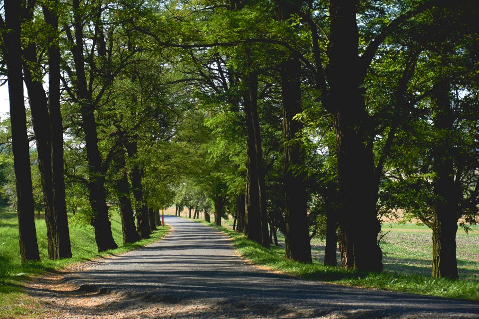 Empty Pathway Surrounded By Trees And Grass