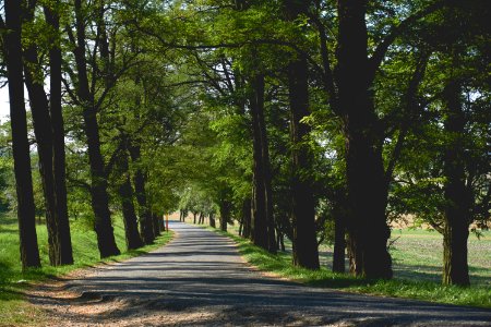 Empty Pathway Surrounded By Trees And Grass photo