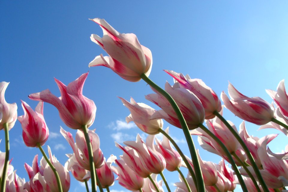Tulips Against Blue Skies photo