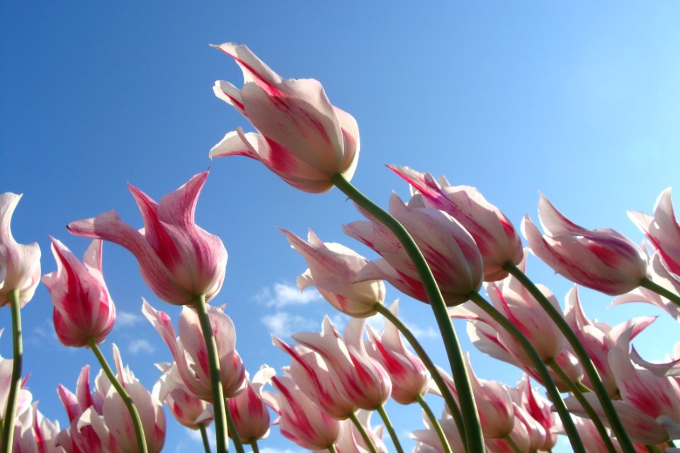 Tulips Against Blue Skies