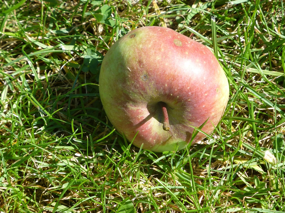 Apple fresh health