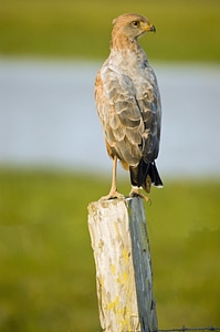 Bird fauna animals