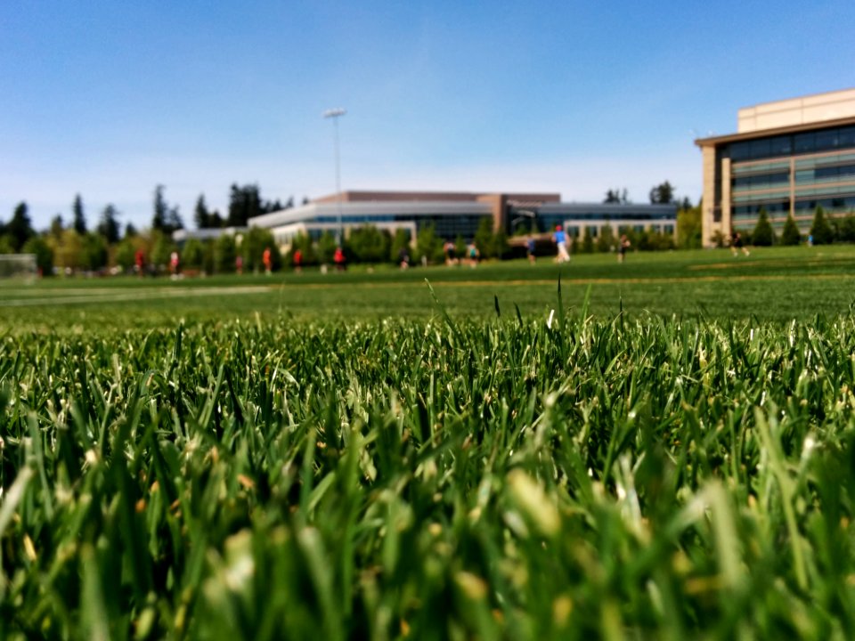 Green Grass Field