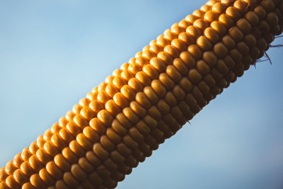 Corn With Blue Sky During Daytime