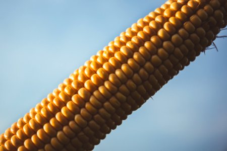 Corn With Blue Sky During Daytime