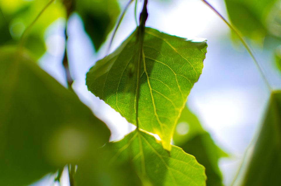 Close Up Photo Of Green Leaf During Daytime photo