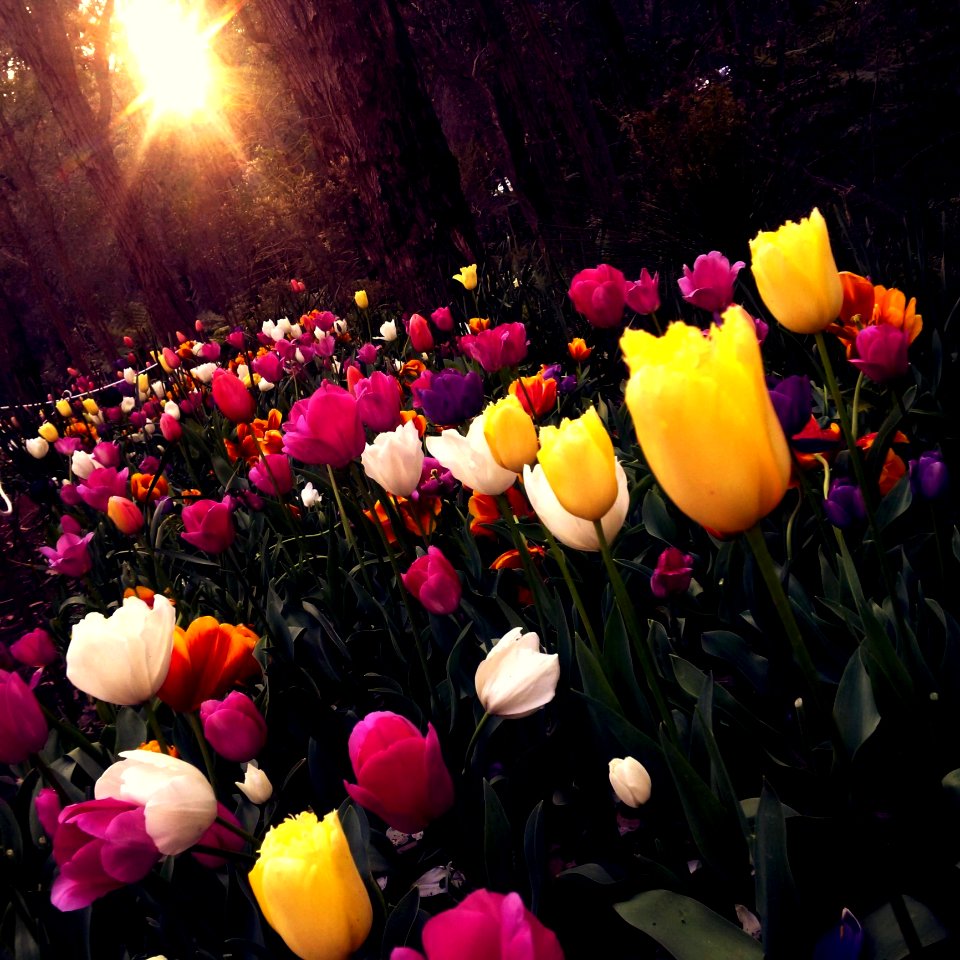 Yellow And White Tulips Field