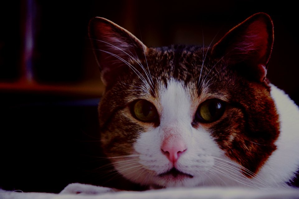 Brown White Gray Cat In Close Up Photography