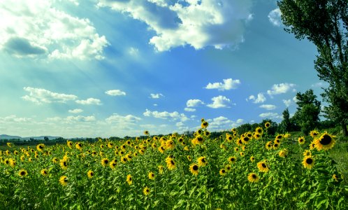 Yellow Sunflower Field Under Blue And White Sky photo