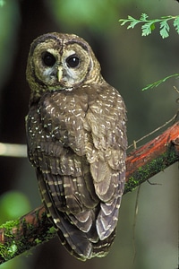 Bird bird of prey nocturnal photo