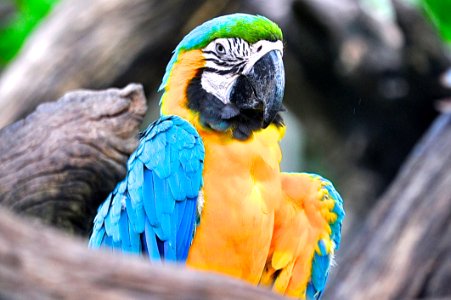 Yellow And Blue Parrot photo