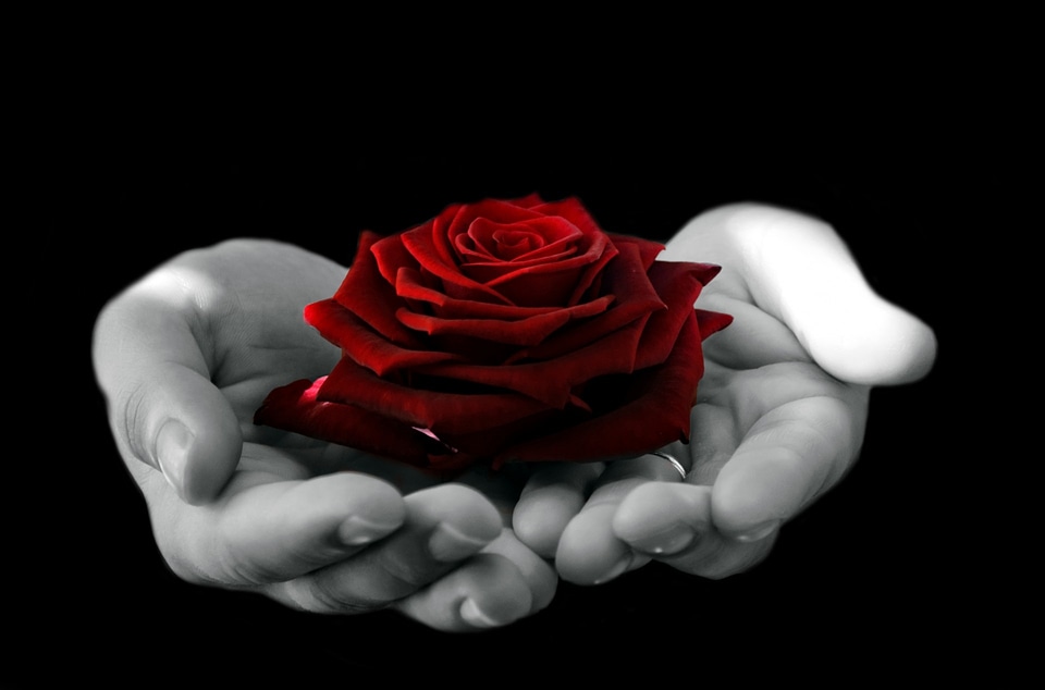 Rose nature background