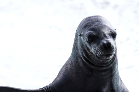 Sea Lion Portrait