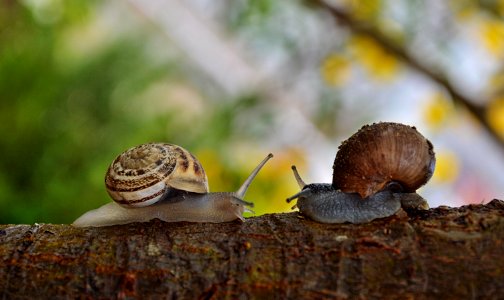 2 Snail Facing Each Other photo