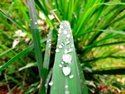 Green Plant