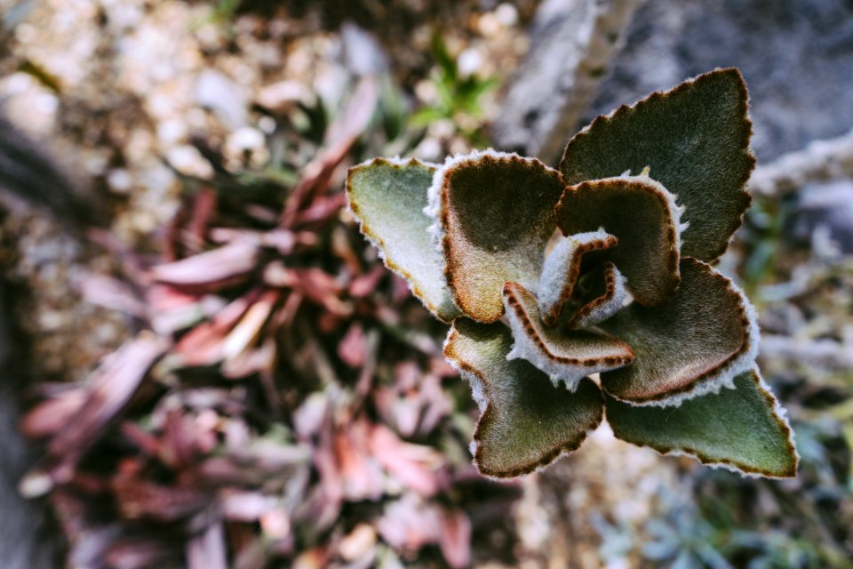 Selective Focus Photo Of Green Leaf Plant