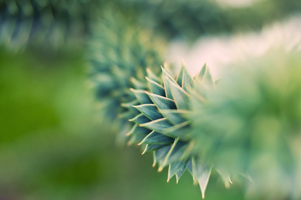 Green Succulent Plant In Close Up Photography