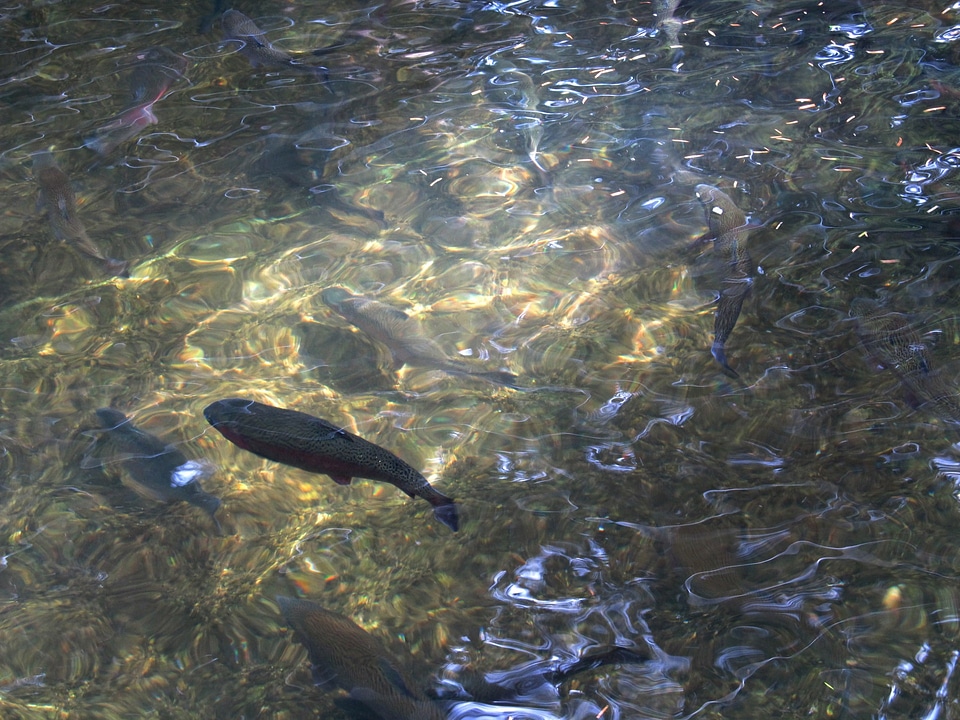 Stream fishing fresh