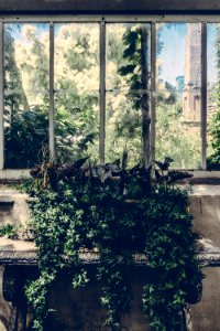 Green Leaf Plant Near Window Pane photo