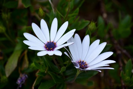 White Petal Flower photo