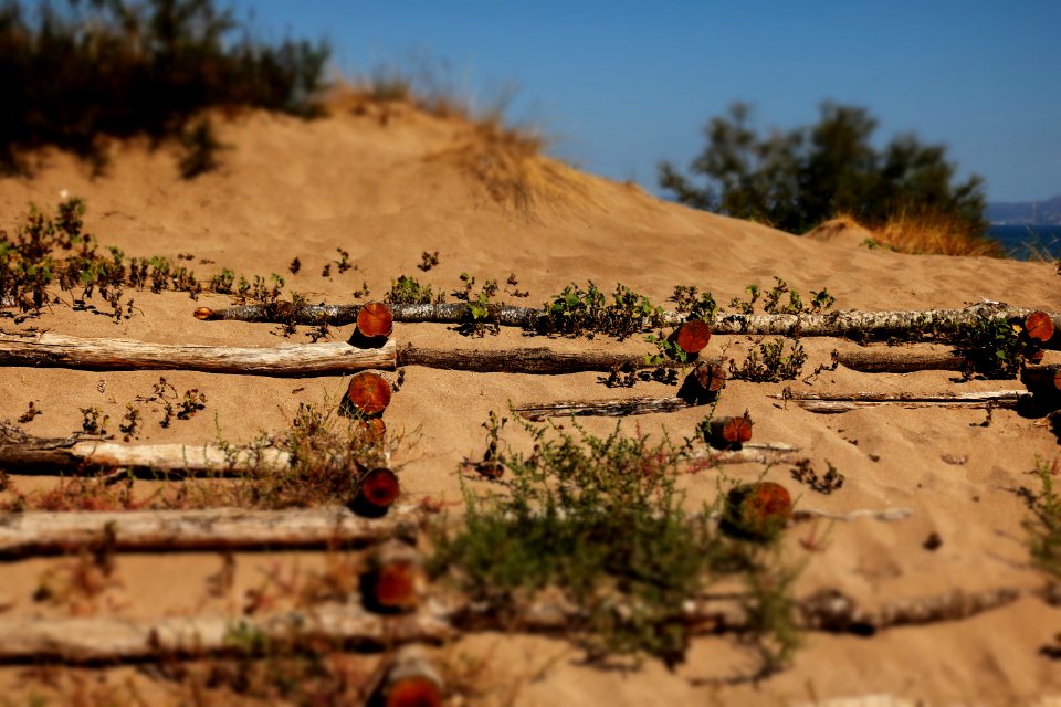 Sand Dunes With Logs