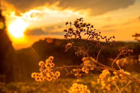 White Petaled Flowers At Golden Hour