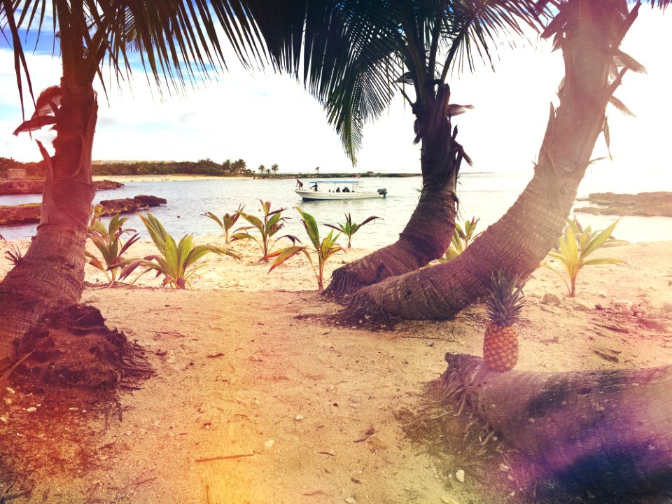 3 Coconut Trees Near The Beach Shore Line During Day Time photo