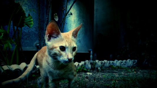 Photography Of Orange Cat Near Green Plant