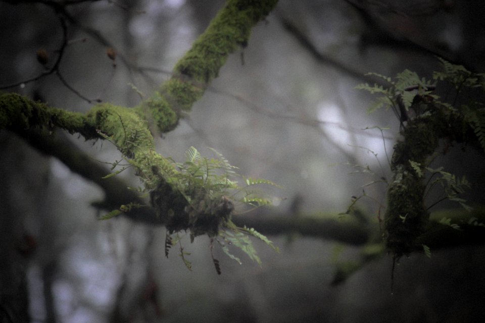 Green Fern On Branch