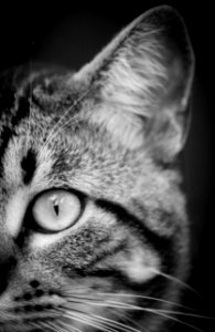Close Photography And Grayscale Photography Of Tabby Cat photo