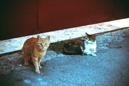 Orange Tabby Cat Beside Brown Tabby Cat In Gray Concrete Road photo
