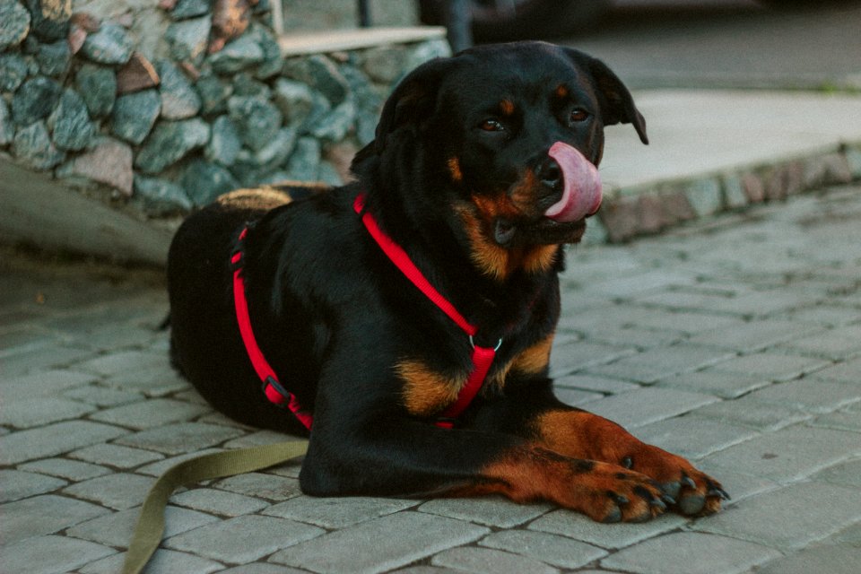 Black Rust Rottweiler Showing Tongue Lying On Concrete Pathway