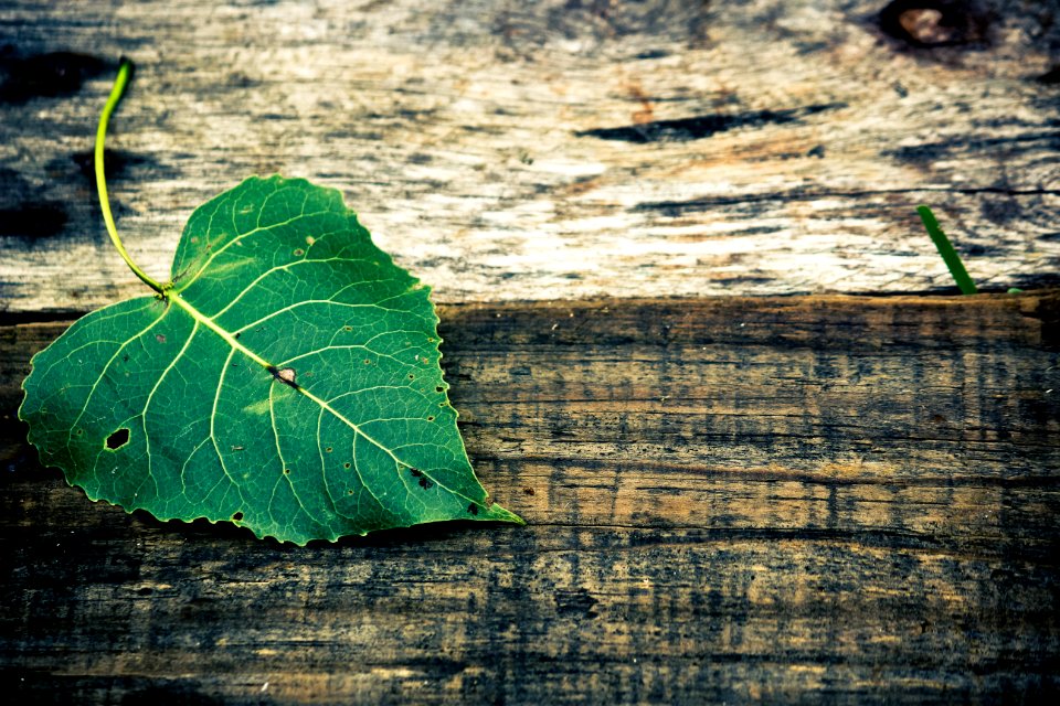 Green Leaf In Top Of Brown Wooden Surface photo